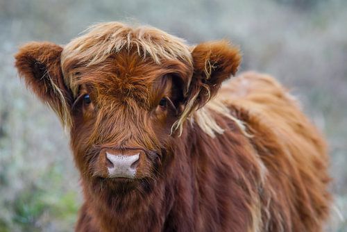 Scottish Highlander Kalb von Dirk van Egmond