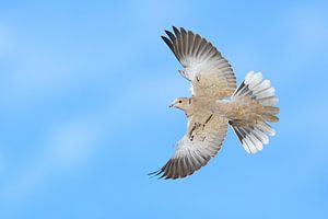 Turkse Tortel (Streptopelia decaocto) van AGAMI Photo Agency