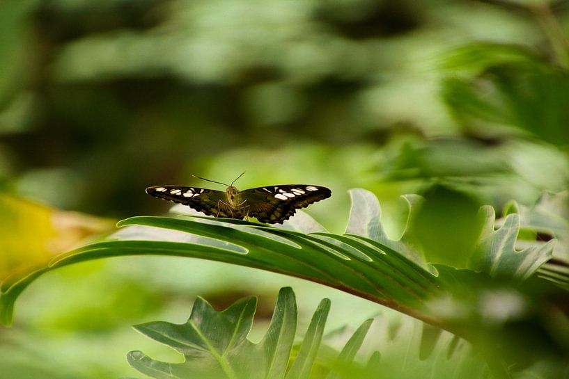 De zingende vlinder von Stedom Fotografie