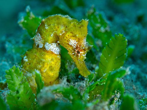 Hippocampe jaune atmosphérique