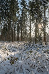 Snowy forest with sun
