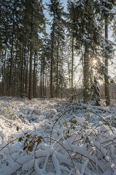 Besneeuwd bos met zon van Moetwil en van Dijk - Fotografie