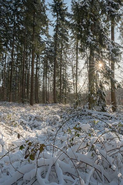 Snowy forest with sun by Moetwil en van Dijk - Fotografie