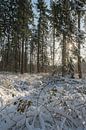 Snowy forest with sun by Moetwil en van Dijk - Fotografie thumbnail