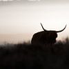 schottischer Highlander von Andy van der Steen - Fotografie