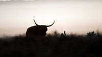 Schotse hooglander van Andy van der Steen - Fotografie thumbnail