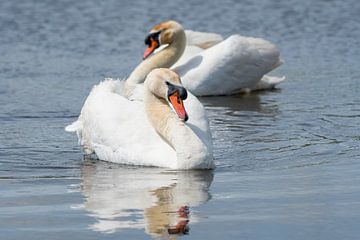 Zwanen / Two mute swans swimming in the water by Elles Rijsdijk