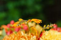 Nahaufnahme von Orangenblüten mit ein wenig Grün