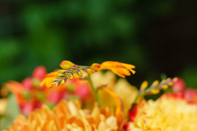 Nahaufnahme von Orangenblüten mit ein wenig Grün von Johan Slagers