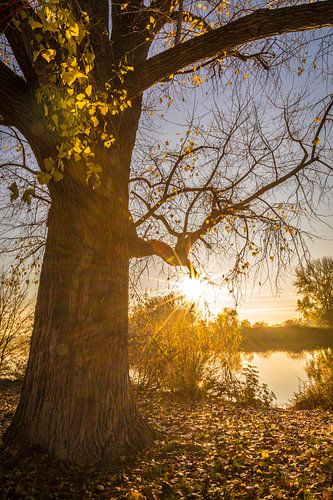 Lever de soleil dans les prairies du Main près de Francfort-Höchst