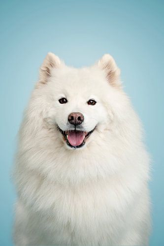 Prachtige samojeed in de studio, met blauw als achtergrondkleur