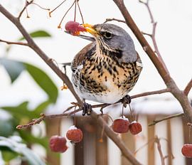 Juniper thrush grabs an apple