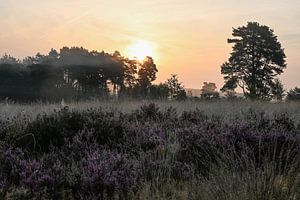Rozendaal-Feld Teil 13