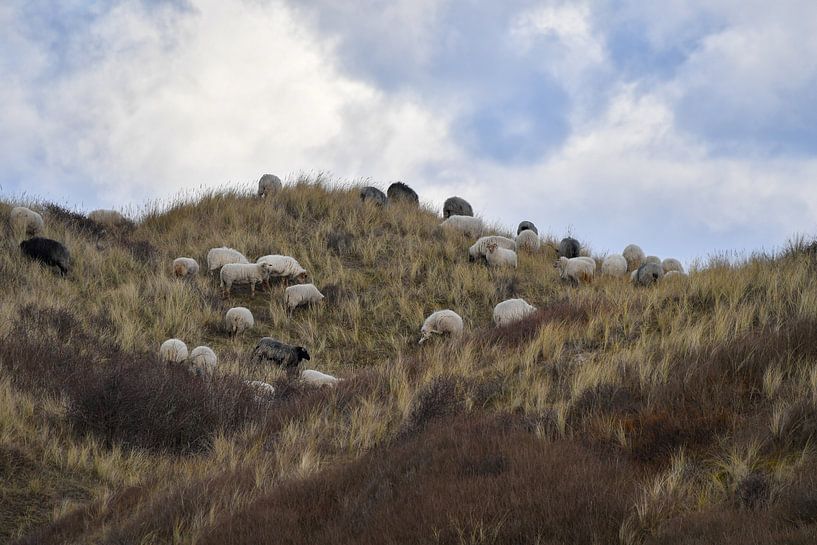 Schapen grazen van Shirley Douwstra