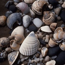 Schätze der Küste von Vythryd Arts