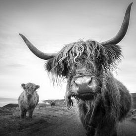 Scottish Highlanders by Tim Kreike