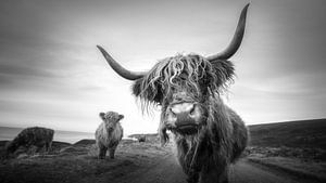 Highlanders écossais sur Tim Kreike