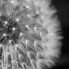 Closeup Dandelion (standing) | Picture | Black & White by Yvonne Warmerdam