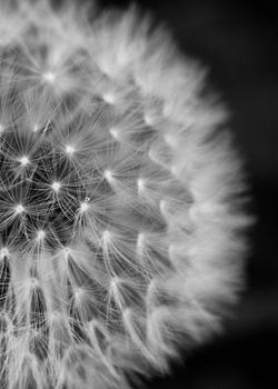 Closeup Dandelion (standing) | Picture | Black & White