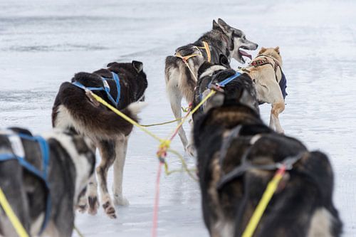 safari husky en Norvège