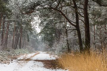 Path Of Snow
