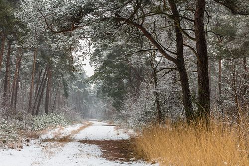 Path Of Snow by William Mevissen