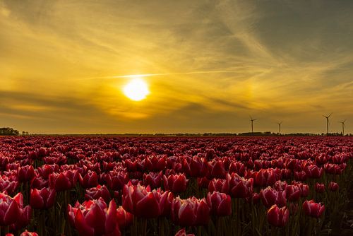 Tulips in Holland, bulb fields Netherlands.