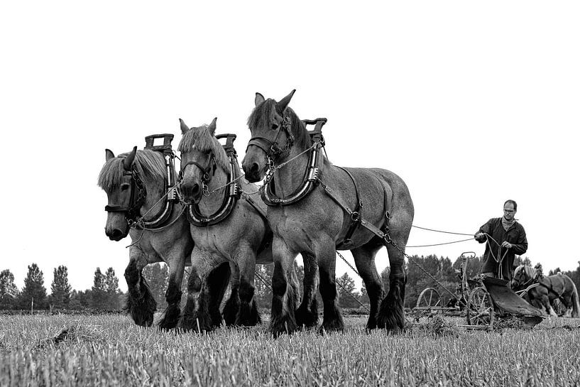 Ploughing with horses by Bennie Krajenbrink