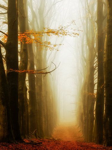 Les dernières feuilles II