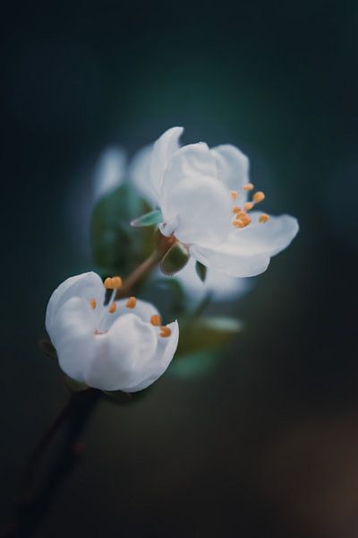 Bloesem par Miranda Rijnen Fotografie