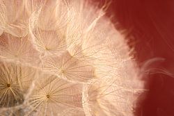 Fragile Strength – Transience and Ephemerality in a Sphere