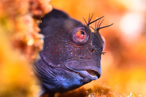 Parablennius pilicornis