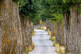 Vue sur une allée bordée d'arbres en Suède. sur Jaap van den Berg