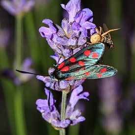 Sint-jansvlinder op lavendel in de nacht van Dennis van de Water