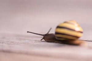 kriechende Schnecke