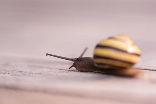 creeping snail