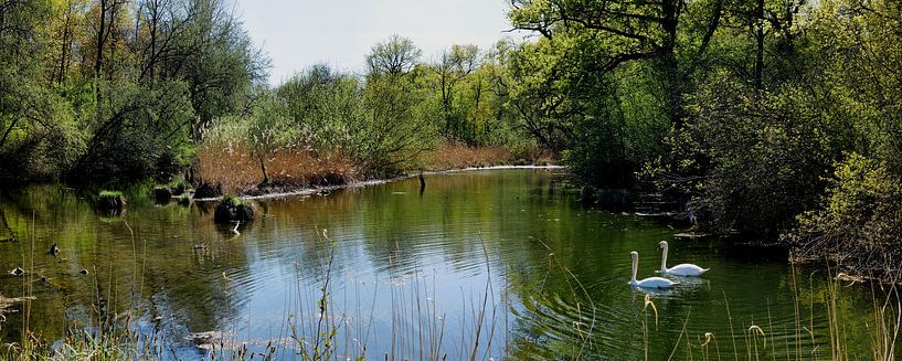 Der Taubergießen erwacht Panorama 1.0 von Ingo Laue