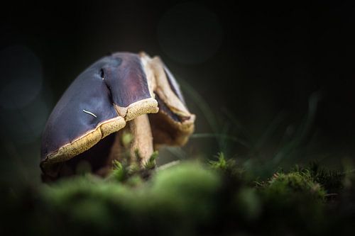Paddenstoelenwerelden