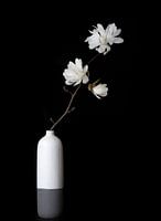 Witte Magnolia in vaas