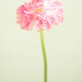 Fresh pink flower on green background by Lotte Bosma