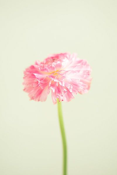Fresh pink flower on green background by Lotte Bosma