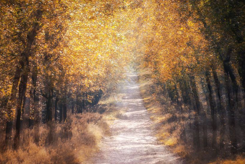 forest avenue autumn by natascha verbij