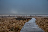 Mystiek landschap in de Brackvenn