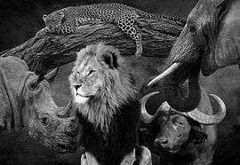 Die großen 5 schwarz-weiß von Bert Hooijer