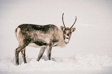 Rendier graast in de sneeuw tijdens de winter in Noord-Noorwegen