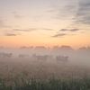 Vaches dans le brouillard sur Rinnie Wijnstra (FotoAmeland )