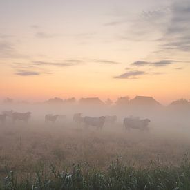 Vaches dans le brouillard sur Rinnie Wijnstra