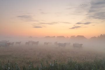 Vaches dans le brouillard sur Rinnie Wijnstra