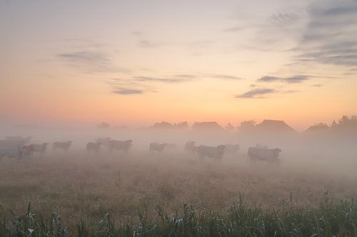 Koeien in de mist