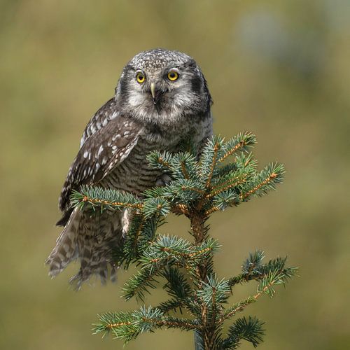 Hibou sur une branche de Noël sur Marian van der Kallen Fotografie